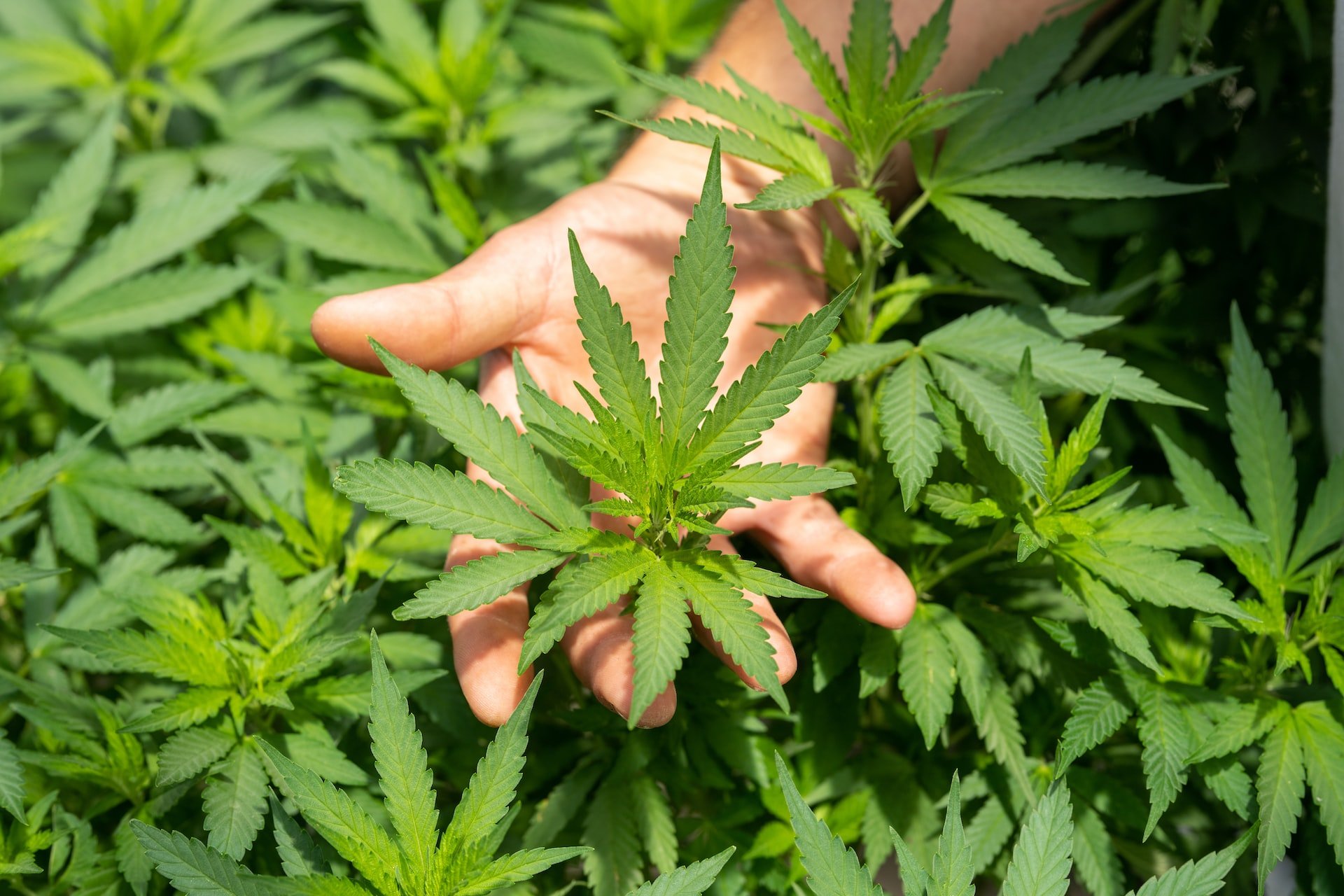 Ce trebuie sa stii despre uleiul CBD?