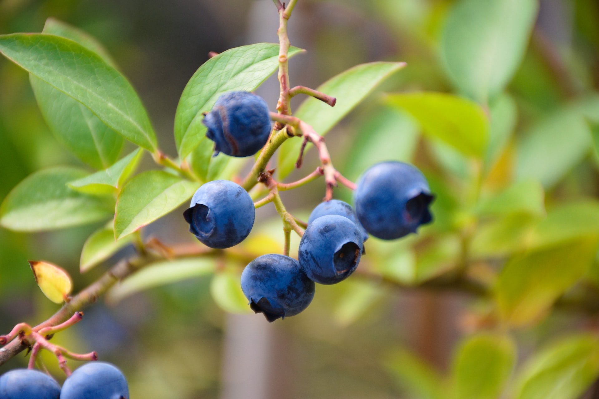 Care sunt principalele beneficii ale sucului de aronia si catina?
