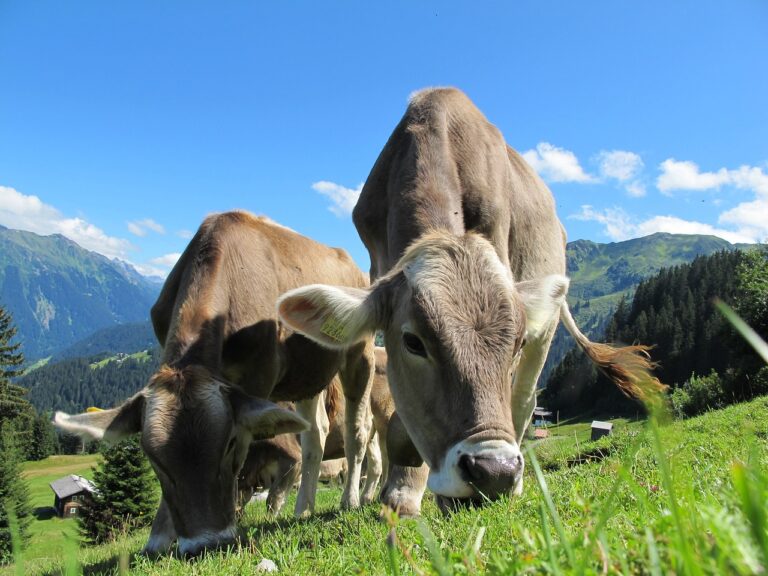 vaca