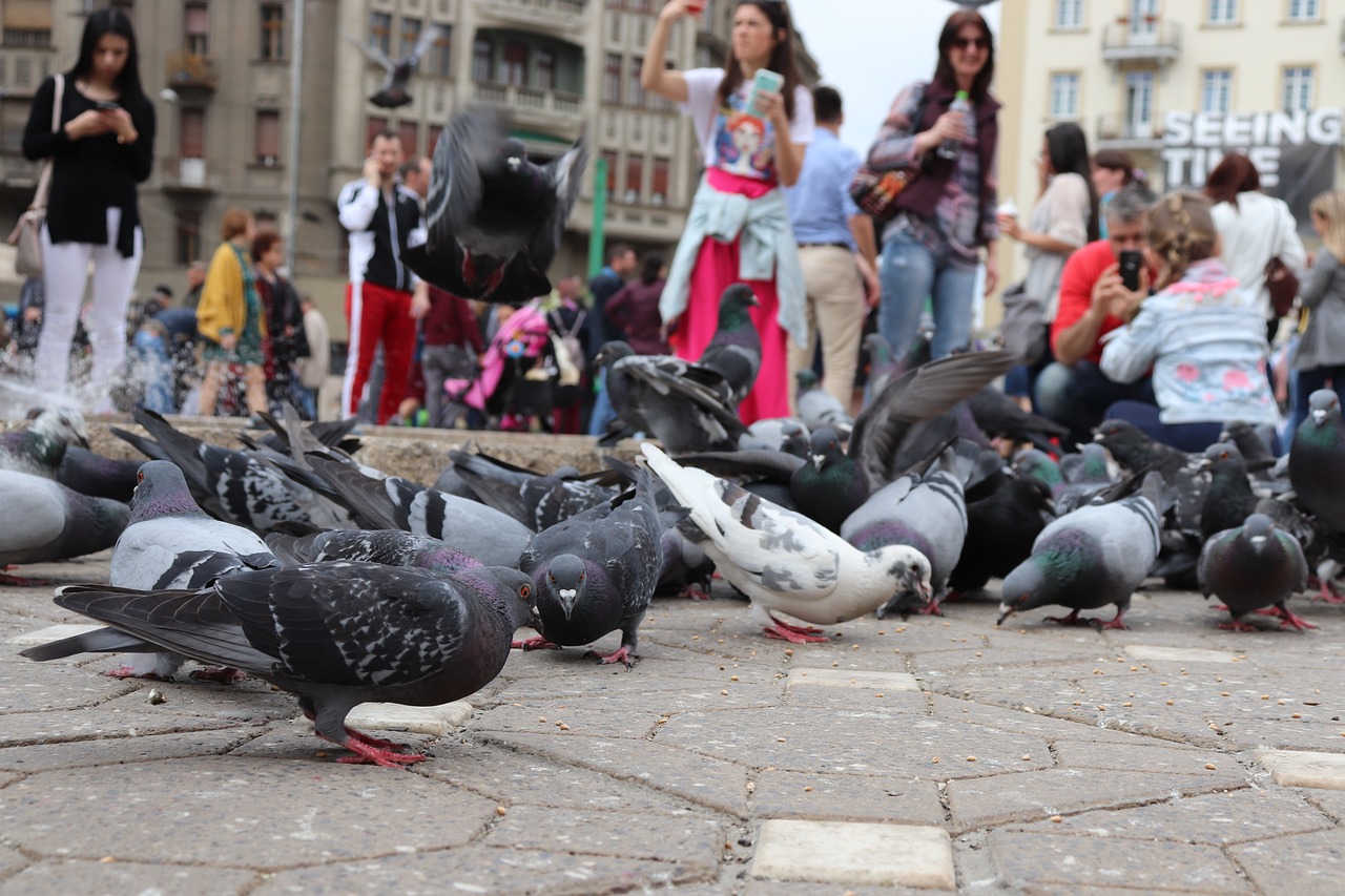 Top 10 obiective turistice din Timisoara