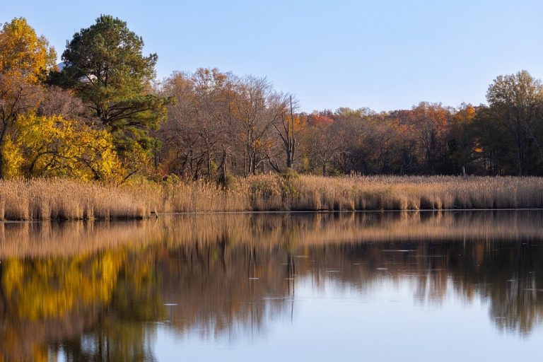 lac artificial in gradina
