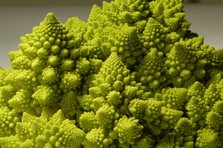 cultivarea broccoli in gradina