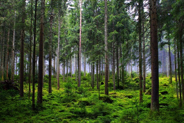 ingrijirea brazilor in gradina