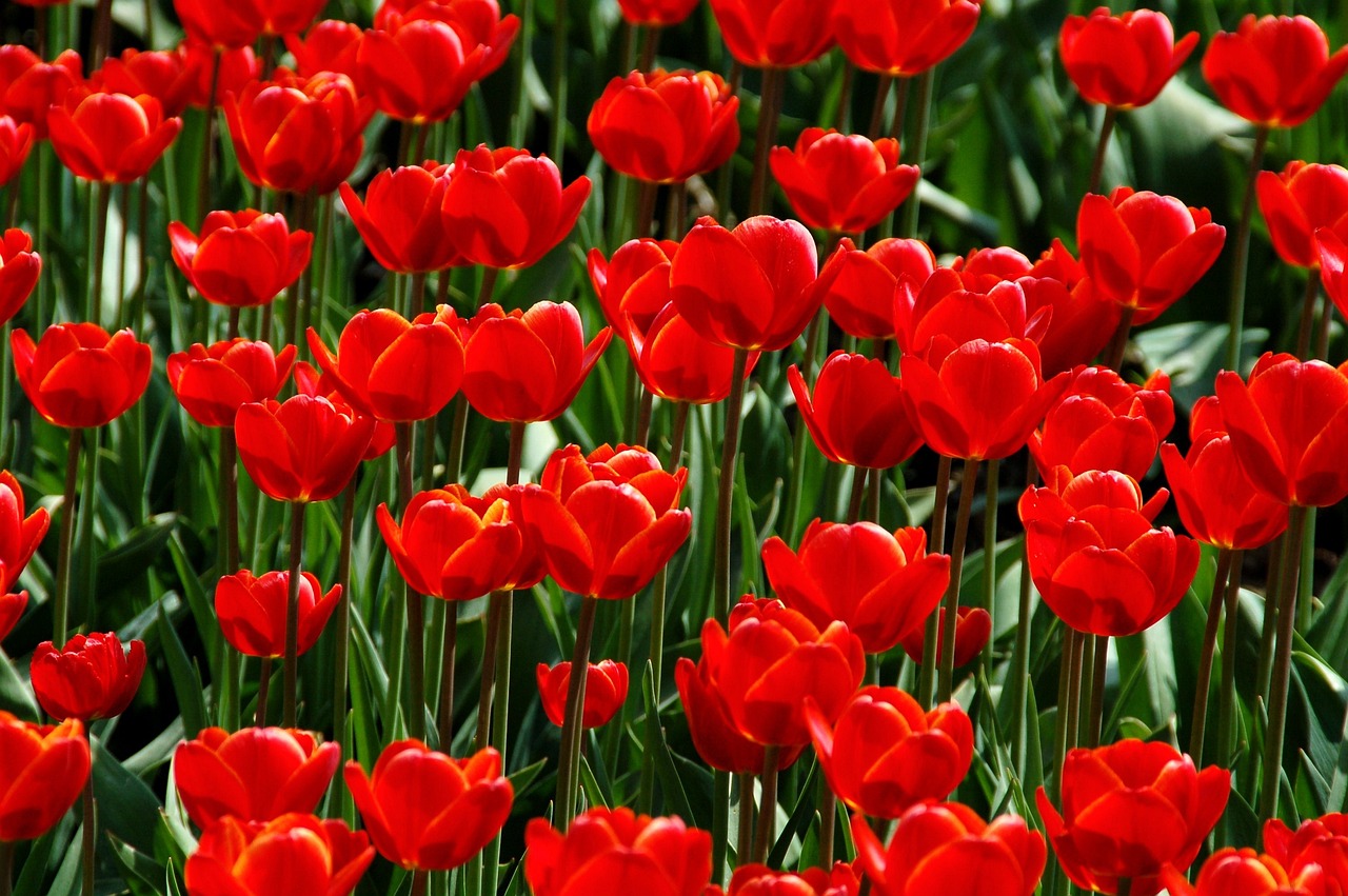 Ce flori se planteaza in mai in gradina?