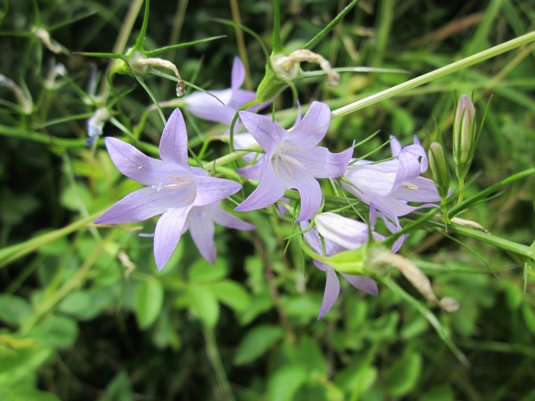 campanula ingrijire in gradina