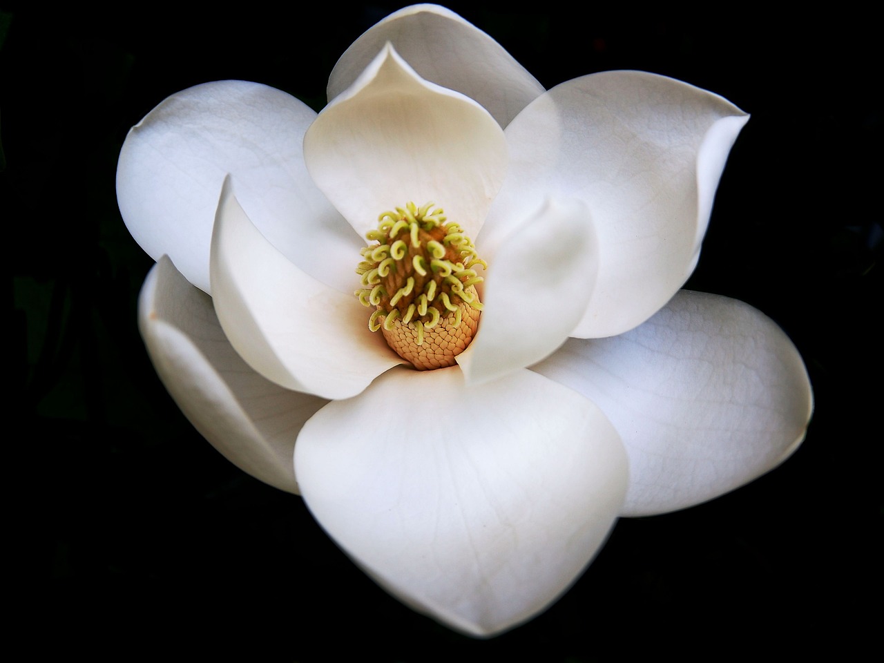 Plantare magnolie in gradina	– sfaturi utile