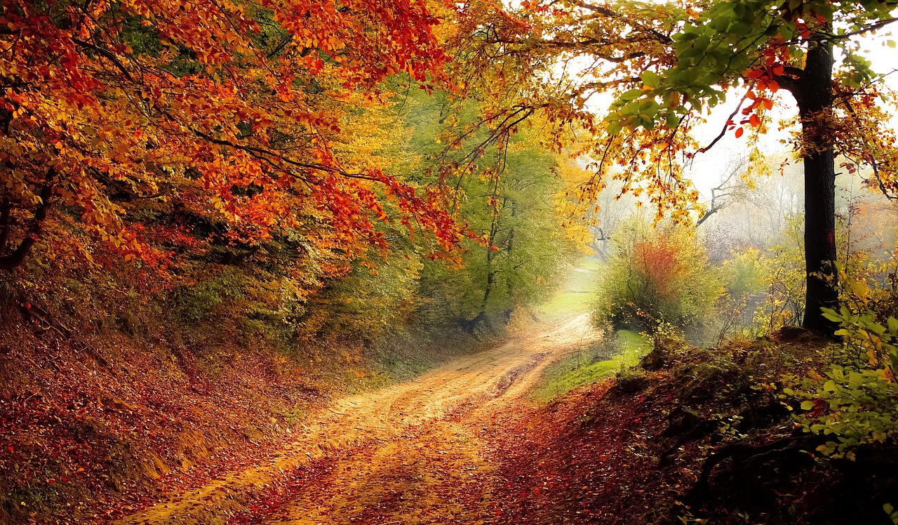10 lucrari de toamna in gradina
