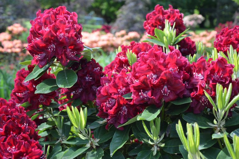 cand se planteaza rododendronul in gradina
