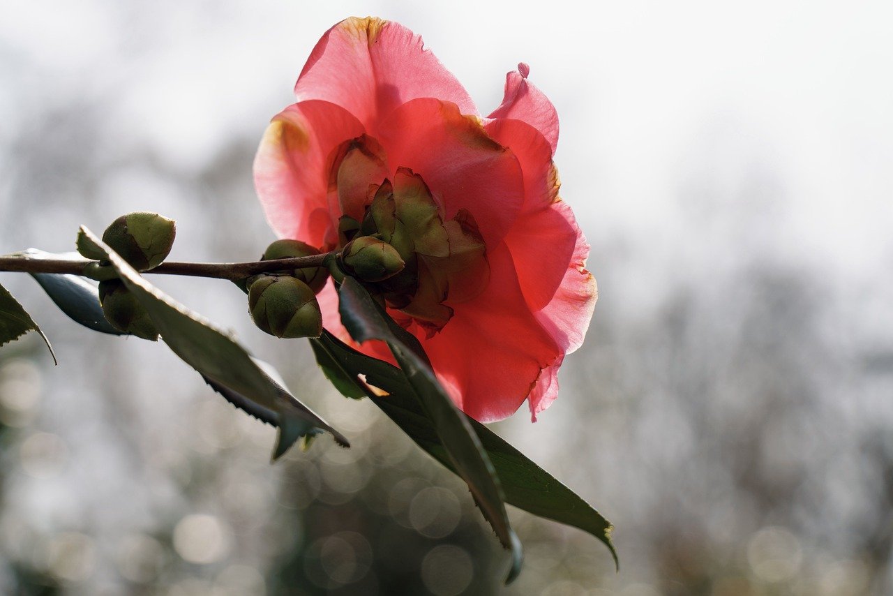 Camellia japonica – plantare in gradina
