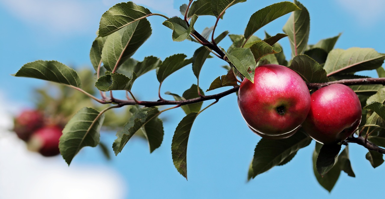 Ce pomi fructiferi sa plantez in gradina?