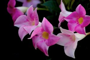 dipladenia in gradina