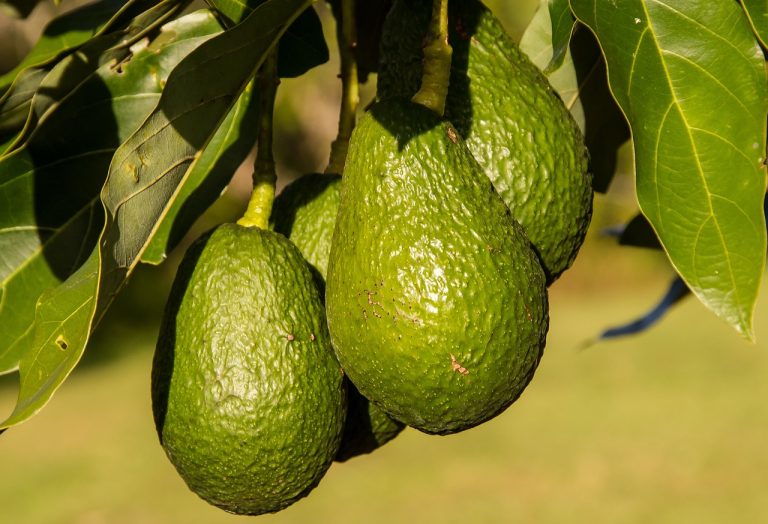 avocado plantare in gradina