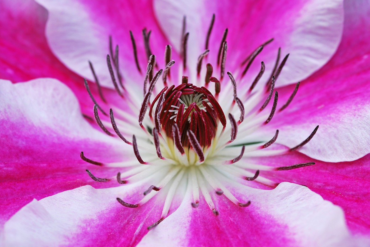 10 sfaturi pentru plantare clematis in gradina