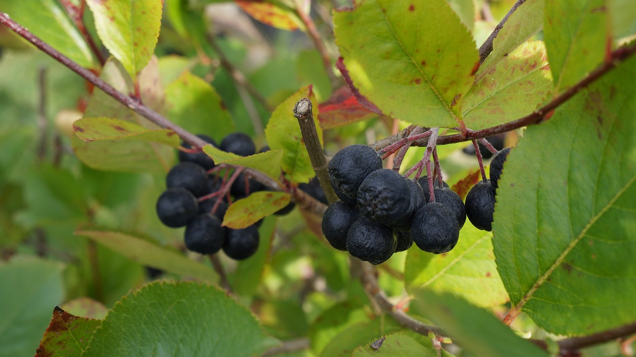 Ghid de plantare aronia in gradina