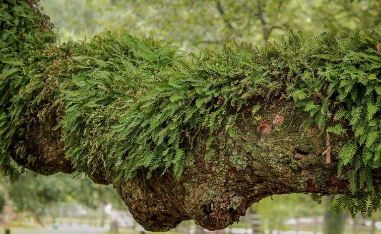 cand se planteaza feriga in gradina