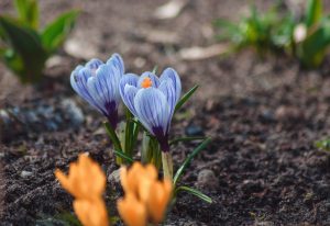 cand plantam primulele in gradina