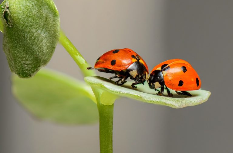 insecte daunatoare in gradina de legume