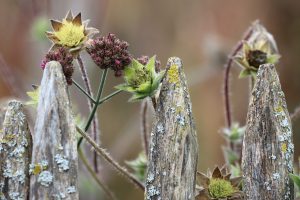lucrari in gradina martie