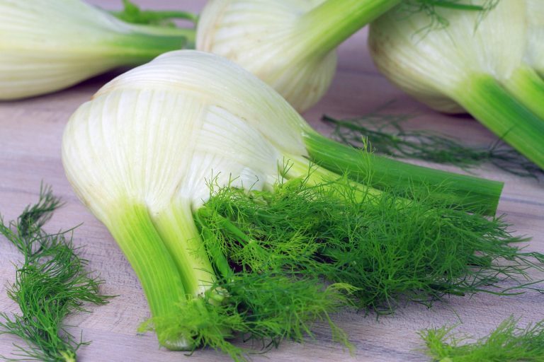 cultivare fenicul in gradina