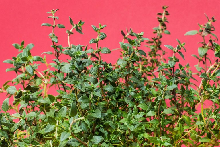 plante aromate perene in gradina