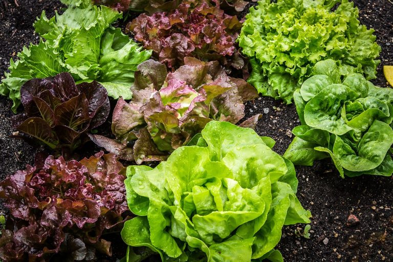 cand se planteaza salata verde in gradina