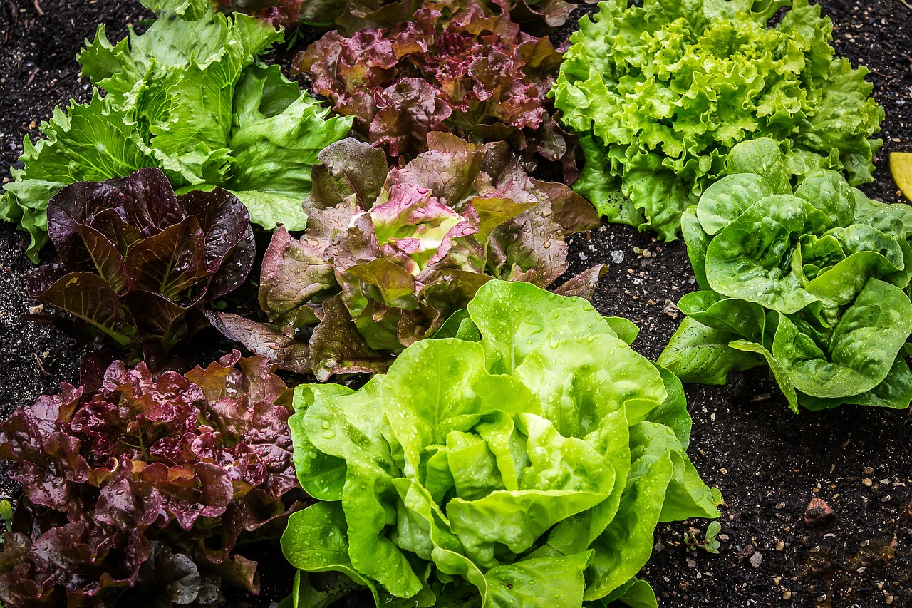 Cand se planteaza salata verde in gradina