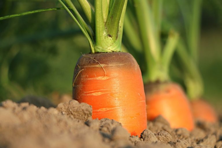 cultivare legume in gradina