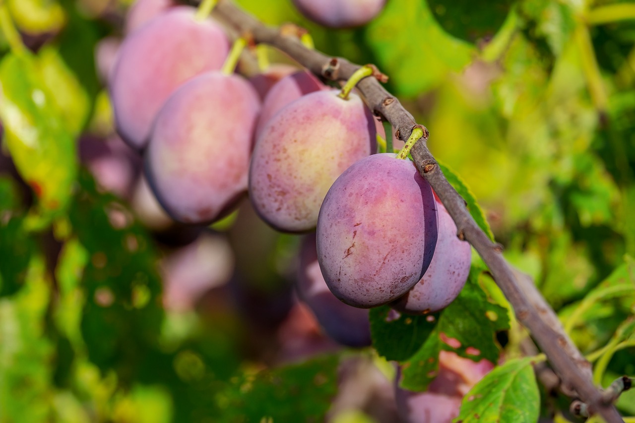 5 scheme de plantare pruni