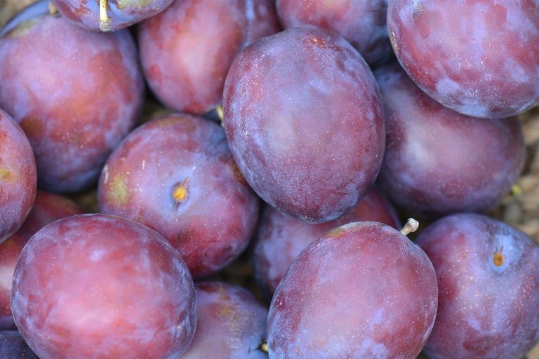 stropirea prunilor cu piatra vanata
