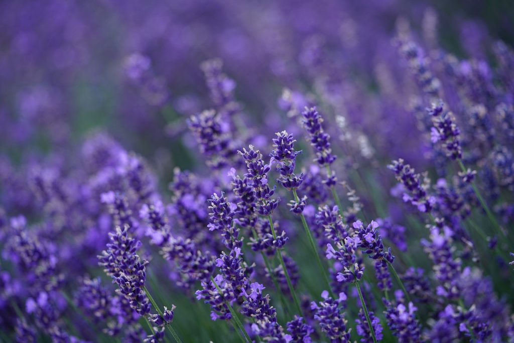 lavanda in gradina