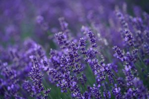 lavanda in gradina