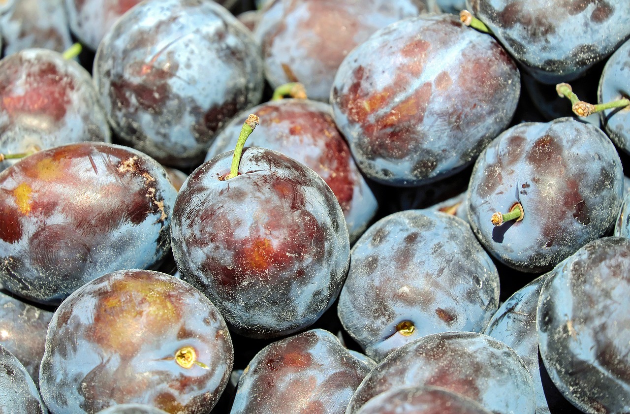 5 soiuri de pruni de toamna