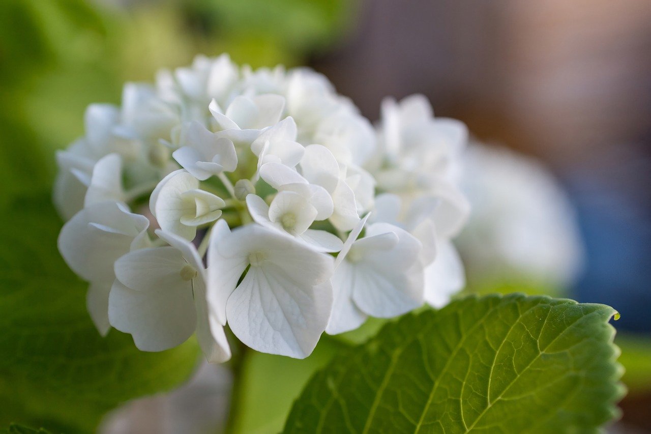 Cand se planteaza hortensia din ghiveci in gradina?