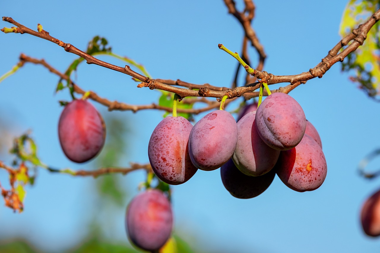5 soiuri de pruni timpurii