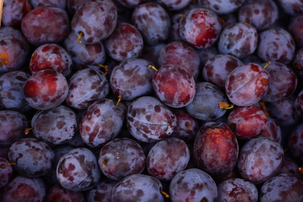soiuri de pruni cu fructe mari