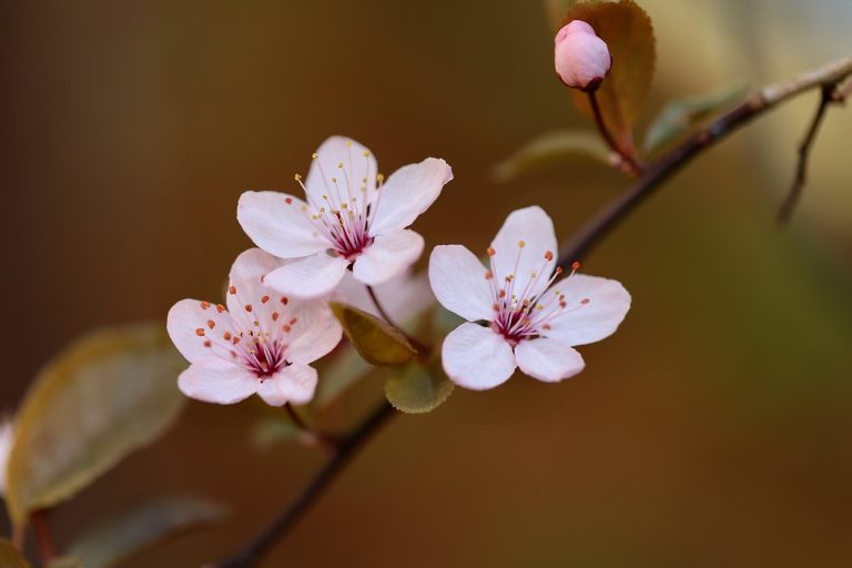 stropirea prunilor toamna