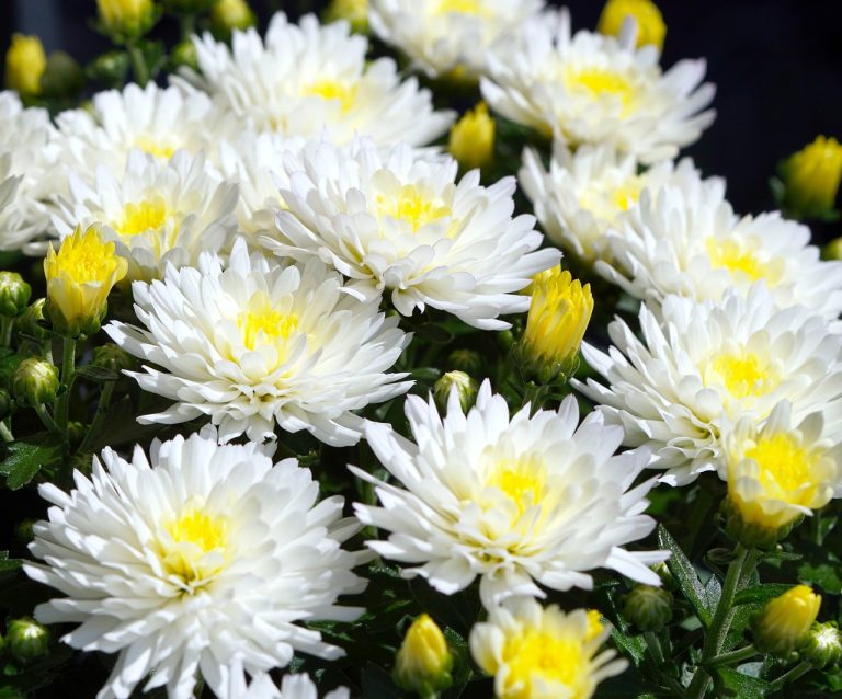 ingrijirea crizantemelor de gradina