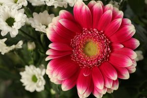 cand se seamana crizantemele