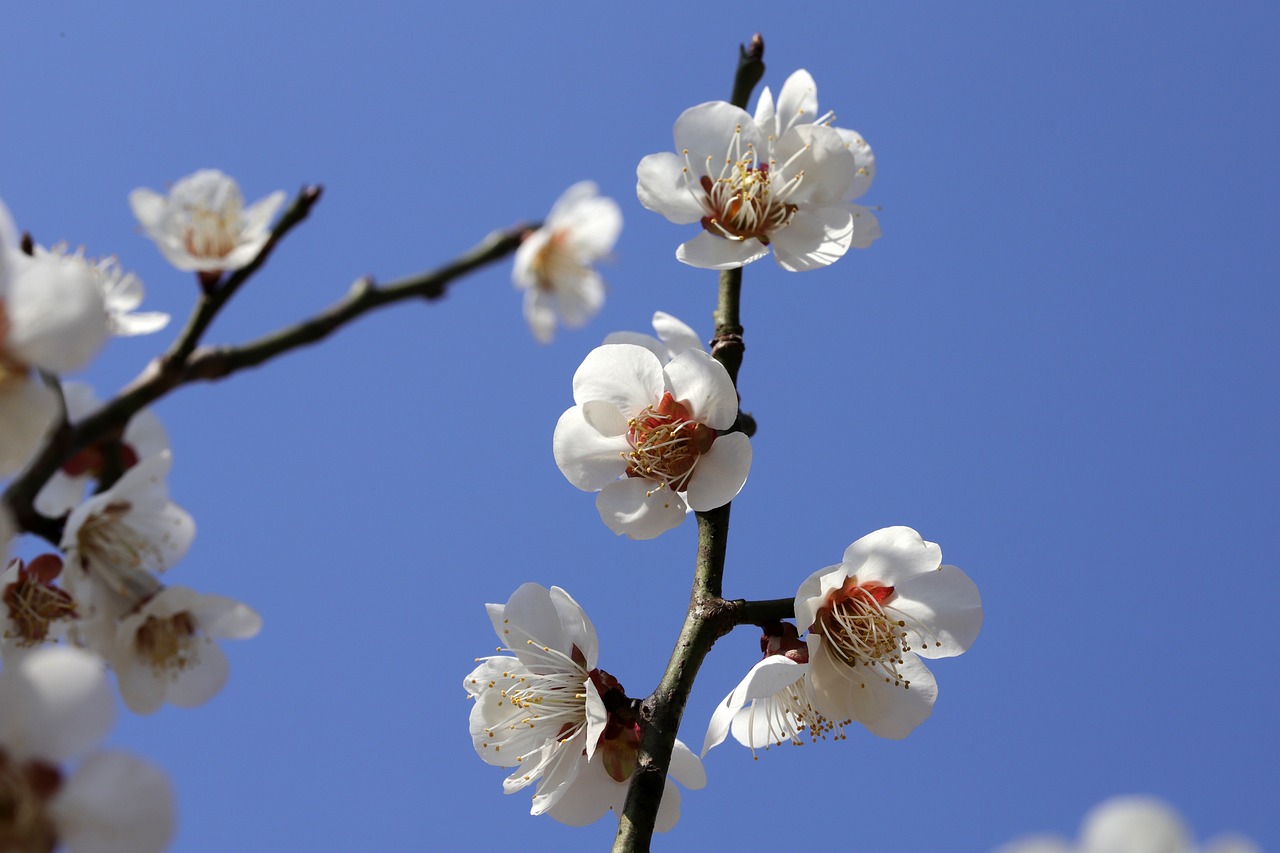 5 sfaturi pentru stropirea prunilor in floare