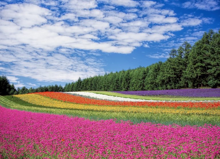 lobelia curgatoare plantare