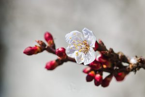 craite pitice plantare