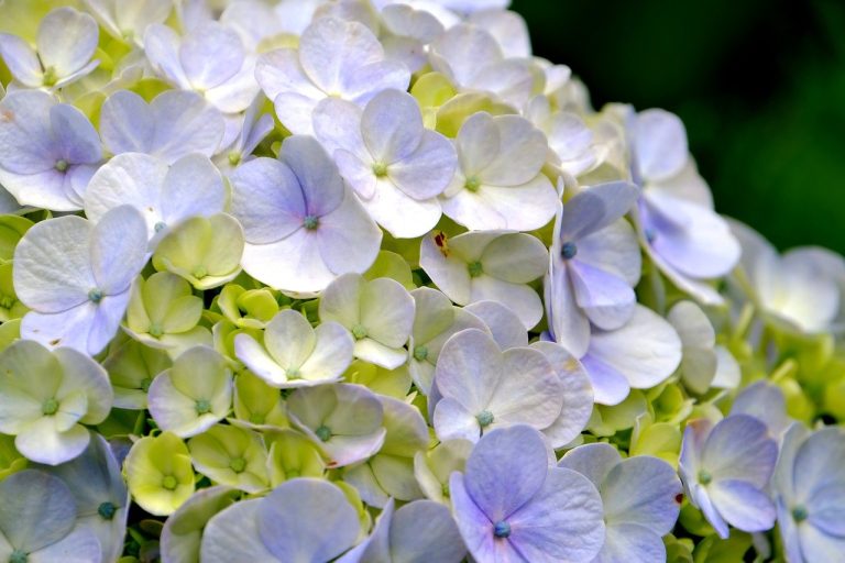 plantare hortensie in gradina