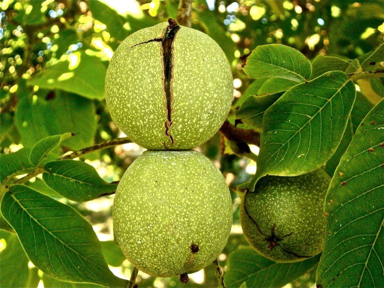 dupa cati ani de la plantare rodeste nucul