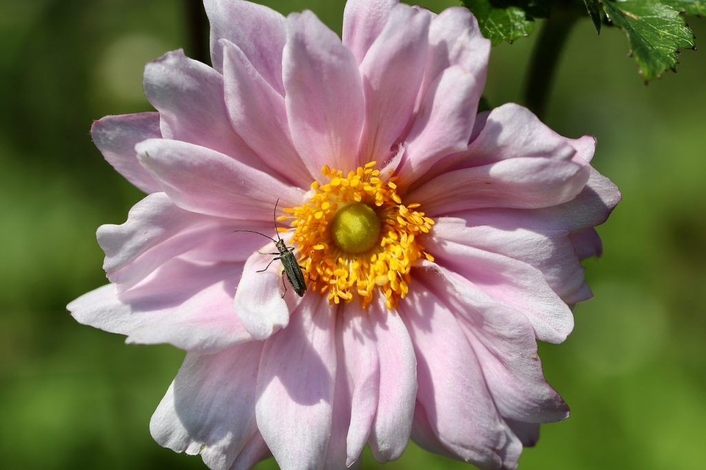 bulbi anemone plantare