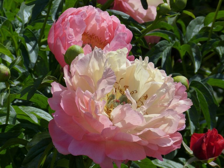 aranjamente florale bujori