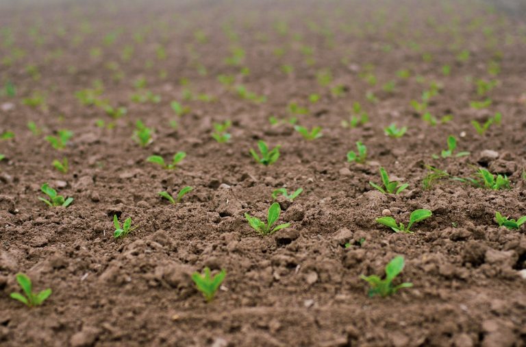 erbicid inainte de plantare