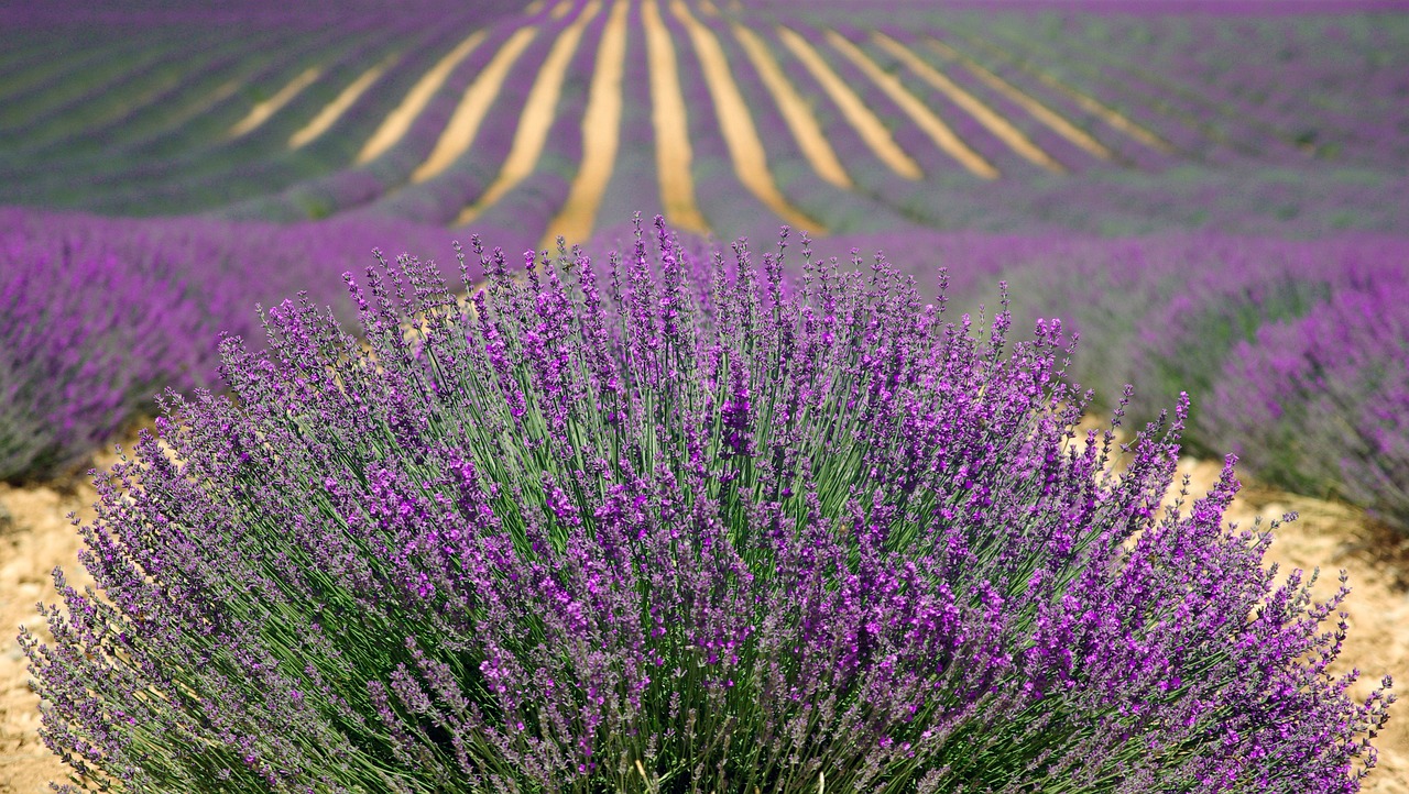 Cum alegi distanta de plantare pentru lavanda