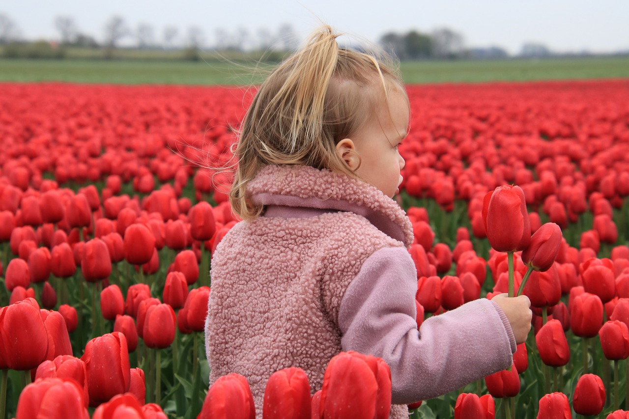 Plantarea lalelelor si narciselor – sfaturi