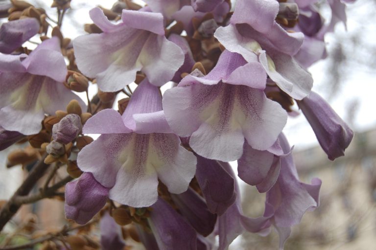 dupa cati ani de la plantare infloreste paulownia