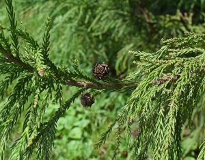 distanta plantare leylandii